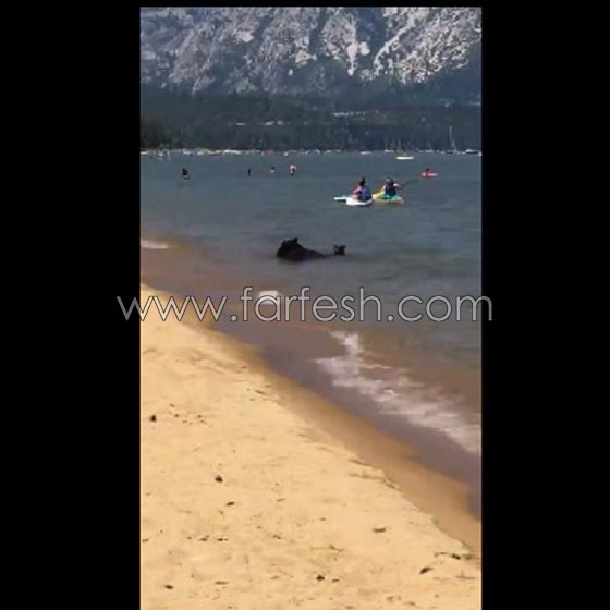 دبة تسبح مع صغيريها وسط المستجمين على شاطئ بكاليفورنيا.. فيديو صورة رقم 2 دبة تسبح مع صغيريها وسط المستجمين على شاطئ بكاليفورنيا.. فيديو صورة رقم 2