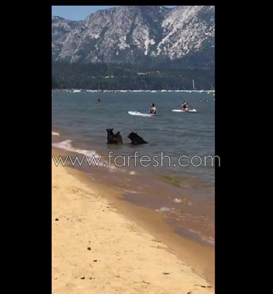 دبة تسبح مع صغيريها وسط المستجمين على شاطئ بكاليفورنيا.. فيديو صورة رقم 3 دبة تسبح مع صغيريها وسط المستجمين على شاطئ بكاليفورنيا.. فيديو صورة رقم 3