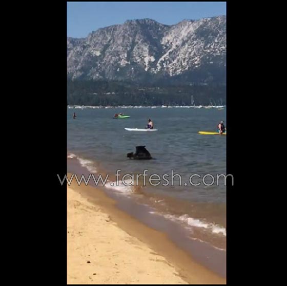 دبة تسبح مع صغيريها وسط المستجمين على شاطئ بكاليفورنيا.. فيديو صورة رقم 4 دبة تسبح مع صغيريها وسط المستجمين على شاطئ بكاليفورنيا.. فيديو صورة رقم 4