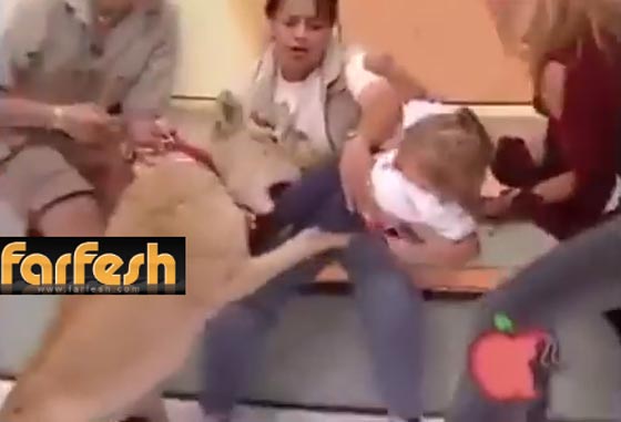 اسد يحاول افتراس طفلة على الهواء مباشرة.. فيديو مفزع صورة رقم 3 اسد يحاول افتراس طفلة على الهواء مباشرة.. فيديو مفزع صورة رقم 3