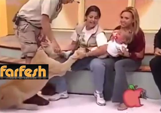 اسد يحاول افتراس طفلة على الهواء مباشرة.. فيديو مفزع صورة رقم 6 اسد يحاول افتراس طفلة على الهواء مباشرة.. فيديو مفزع صورة رقم 6
