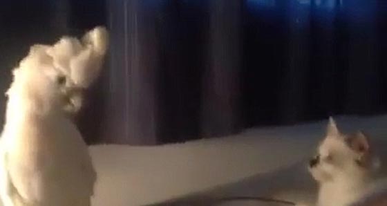 ببغاء يخاطب ثلاث قطط بلغتهن.. شاهده صورة رقم 1