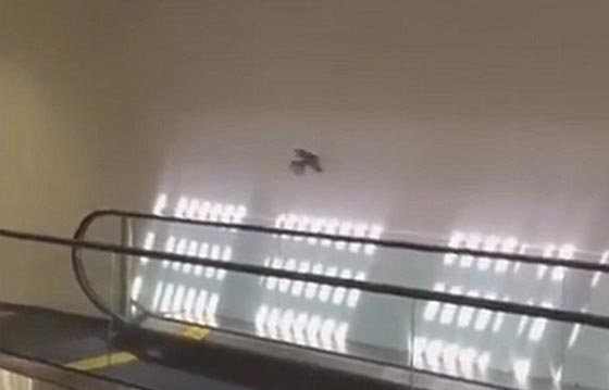 طائر يحول اعلى سلم كهربائي الى سيرك دائم.. شاهده صورة رقم 1 طائر يحول اعلى سلم كهربائي الى سيرك دائم.. شاهده صورة رقم 1