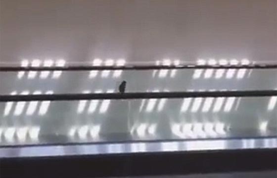 طائر يحول اعلى سلم كهربائي الى سيرك دائم.. شاهده صورة رقم 3 طائر يحول اعلى سلم كهربائي الى سيرك دائم.. شاهده صورة رقم 3