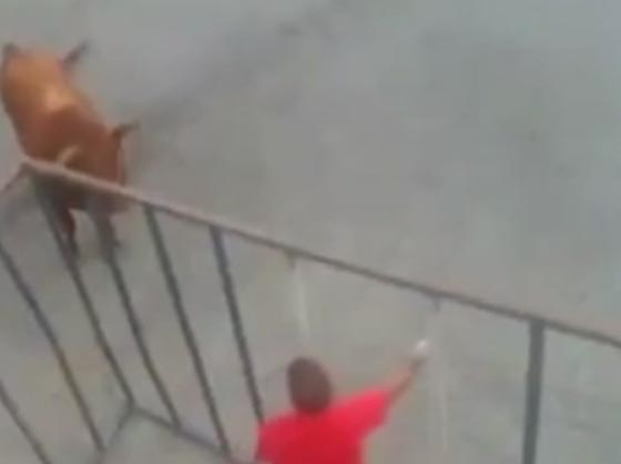 ثور يلقن رجلا استفزه درسا لا ينسى.. شاهد ما فعله صورة رقم 2