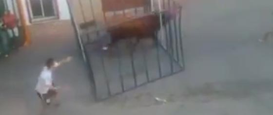 ثور يلقن رجلا استفزه درسا لا ينسى.. شاهد ما فعله صورة رقم 4