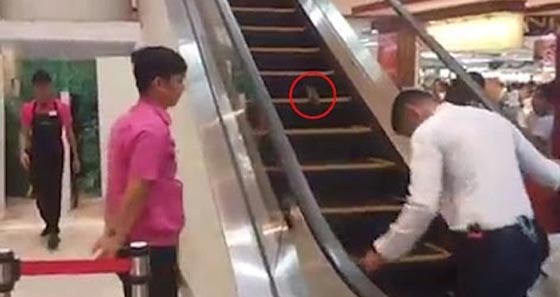 فيديو طريف يرصد معاناة فأر حاول صعود سلم متحرك الى اسفل صورة رقم 3