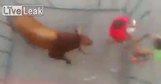 شاهد كيف هجم ثور هائج على مصارع مختبئ في قفص صورة رقم 4