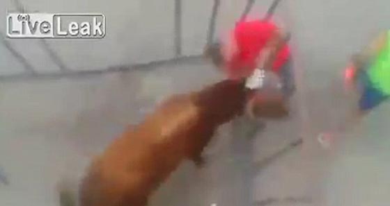 شاهد كيف هجم ثور هائج على مصارع مختبئ في قفص صورة رقم 6