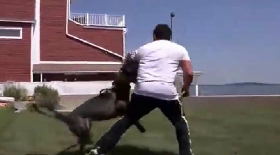 هكذا تحمي نفسك من انياب الكلاب الشرسة صورة رقم 2 هكذا تحمي نفسك من انياب الكلاب الشرسة صورة رقم 2