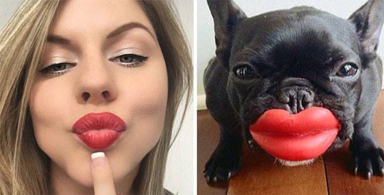 يخلق من الشبه اربعين.. كلاب في الصور تشبه البشر صورة رقم 8