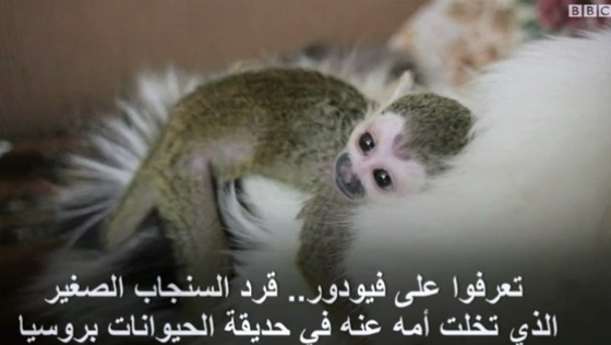 قطة تتبنى قردا صغيرا نبذته امه.. فيديو طريف صورة رقم 1