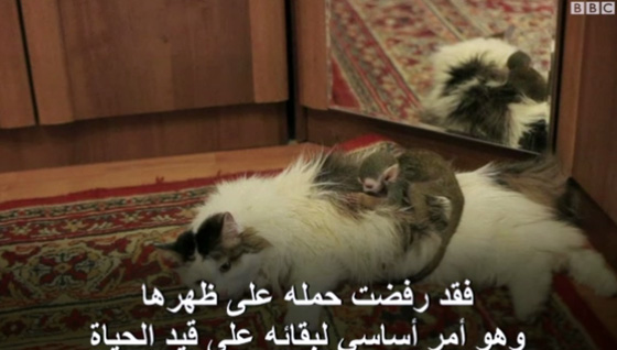 قطة تتبنى قردا صغيرا نبذته امه.. فيديو طريف صورة رقم 3