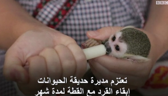 قطة تتبنى قردا صغيرا نبذته امه.. فيديو طريف صورة رقم 4