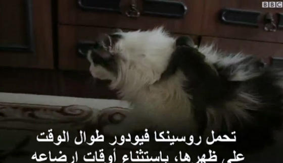 قطة تتبنى قردا صغيرا نبذته امه.. فيديو طريف صورة رقم 6