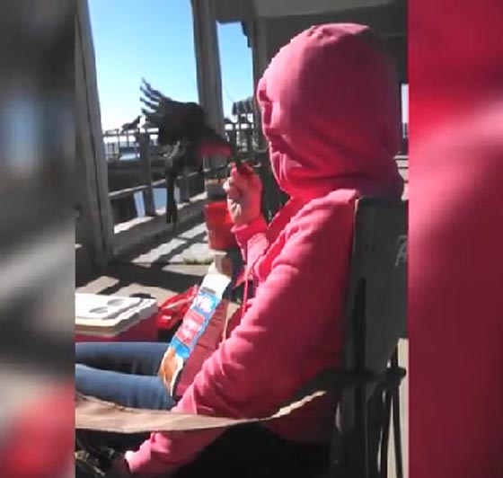طائر يسرق الطعام من امرأة على طريقته الماكرة.. شاهده صورة رقم 3 طائر يسرق الطعام من امرأة على طريقته الماكرة.. شاهده صورة رقم 3