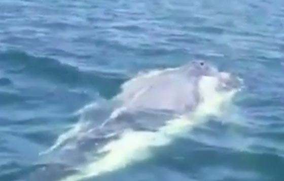 افراد عائلة ينقذون حوتا احدبا علق بشباك صياد في تشيلي.. فيديو صورة رقم 3