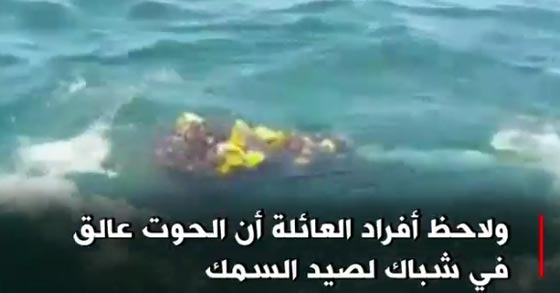 افراد عائلة ينقذون حوتا احدبا علق بشباك صياد في تشيلي.. فيديو صورة رقم 1