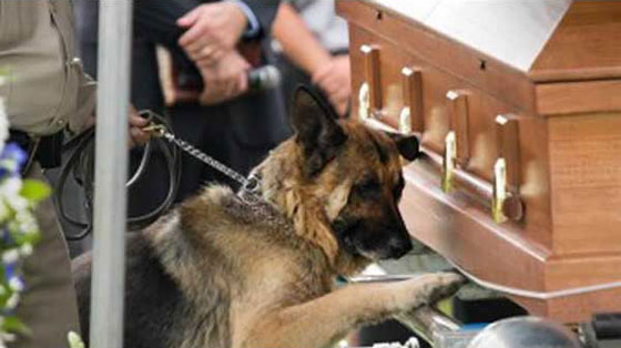 صور مؤثرة: لحظات وداع حزينة بين حيوانات اليفة وأصحابها صورة رقم 1