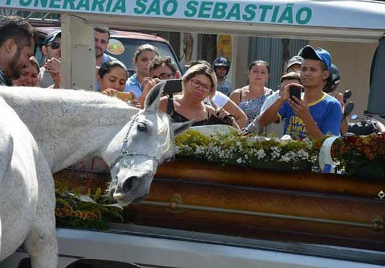 صور مؤثرة: لحظات وداع حزينة بين حيوانات اليفة وأصحابها صورة رقم 6