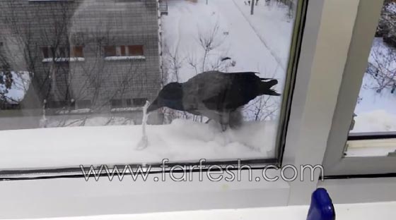 عطفت على غراب وادخلته غرفتها فسرق قطعة معدنية وطار بها.. فيديو صورة رقم 5