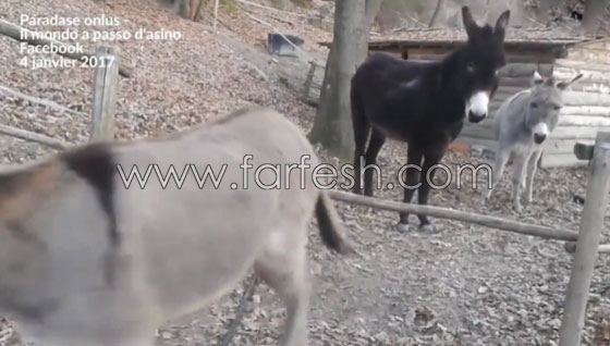 فيديو شاهده الملايين يجعلك تغير فكرتك المسبقة عن الحمير.. شاهد صورة رقم 4