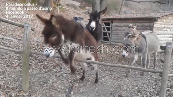 فيديو شاهده الملايين يجعلك تغير فكرتك المسبقة عن الحمير.. شاهد صورة رقم 1