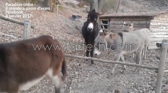 فيديو شاهده الملايين يجعلك تغير فكرتك المسبقة عن الحمير.. شاهد صورة رقم 2