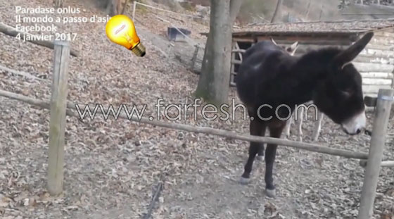 فيديو شاهده الملايين يجعلك تغير فكرتك المسبقة عن الحمير.. شاهد صورة رقم 5