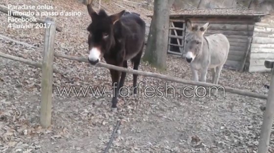 فيديو شاهده الملايين يجعلك تغير فكرتك المسبقة عن الحمير.. شاهد صورة رقم 6
