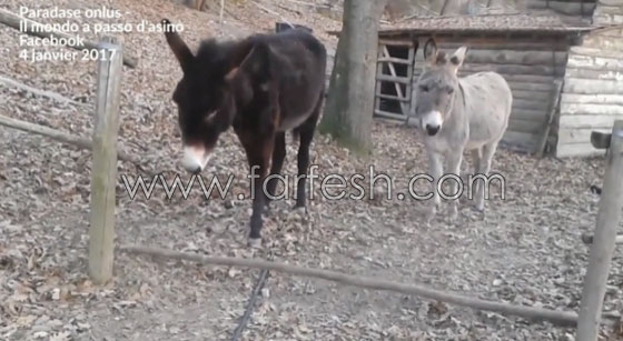 فيديو شاهده الملايين يجعلك تغير فكرتك المسبقة عن الحمير.. شاهد صورة رقم 7