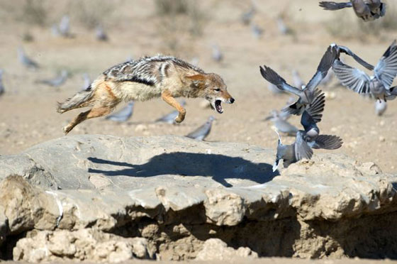 صور  مرعبة: ذئب يطير في الهواء ليصطاد طائر ويفترسه! صورة رقم 3
