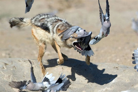 صور  مرعبة: ذئب يطير في الهواء ليصطاد طائر ويفترسه! صورة رقم 5