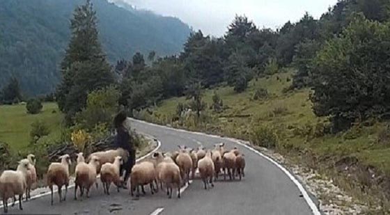 فيديو طريف... راعية ألمانية تعرضت لهجوم عنيف من قبل قطيع من الأغنام صورة رقم 1 فيديو طريف... راعية ألمانية تعرضت لهجوم عنيف من قبل قطيع من الأغنام صورة رقم 1