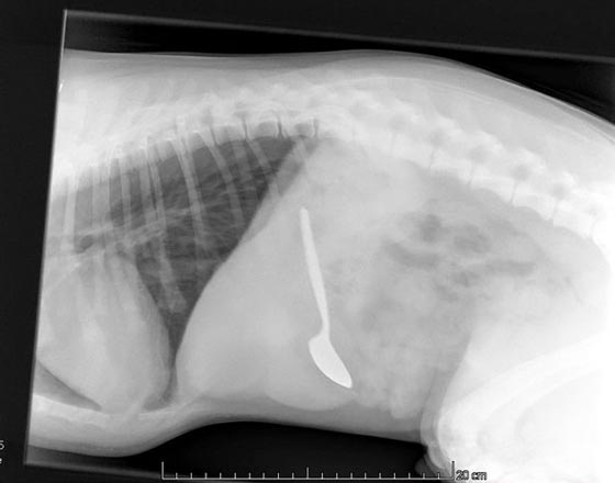بيطريون يستخرجون ملعقة طعام من معدة كلب صغير بعملية معقدة.. صور صورة رقم 2 بيطريون يستخرجون ملعقة طعام من معدة كلب صغير بعملية معقدة.. صور صورة رقم 2