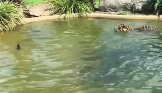 فيديو مثير.. بطة تذهل رواد مواقع التواصل وهي تواجه نمرا شرسا صورة رقم 1