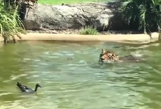 فيديو مثير.. بطة تذهل رواد مواقع التواصل وهي تواجه نمرا شرسا صورة رقم 4