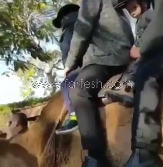 فيديو مرعب.. جمل يعض ساق طفل ويثير حالة فزع وخوف راكبي القافلة صورة رقم 1