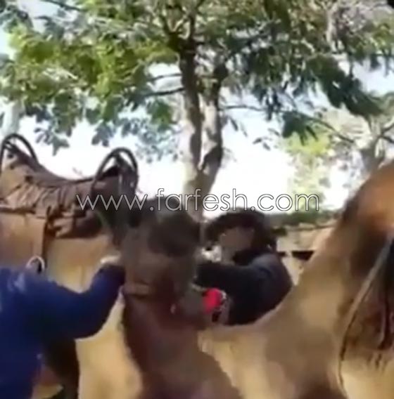 فيديو مرعب.. جمل يعض ساق طفل ويثير حالة فزع وخوف راكبي القافلة صورة رقم 2