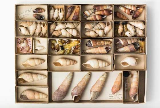 متحف للحيوانات المنقرضة حديثا التي لن تراها بعد اليوم.. صور صورة رقم 8