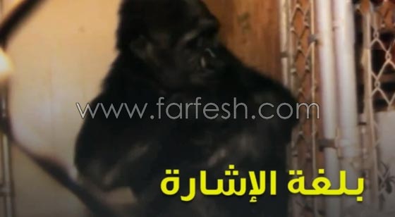 شاهد الغوريلا كوكو كيف تفهم لغة الاشارة وما تستطيع ان تفعله؟! صورة رقم 1