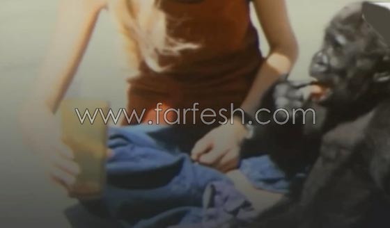 شاهد الغوريلا كوكو كيف تفهم لغة الاشارة وما تستطيع ان تفعله؟! صورة رقم 2