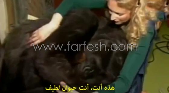 شاهد الغوريلا كوكو كيف تفهم لغة الاشارة وما تستطيع ان تفعله؟! صورة رقم 5