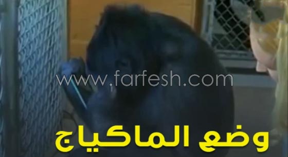 شاهد الغوريلا كوكو كيف تفهم لغة الاشارة وما تستطيع ان تفعله؟! صورة رقم 7