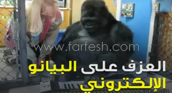 شاهد الغوريلا كوكو كيف تفهم لغة الاشارة وما تستطيع ان تفعله؟! صورة رقم 8