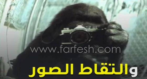 شاهد الغوريلا كوكو كيف تفهم لغة الاشارة وما تستطيع ان تفعله؟! صورة رقم 10