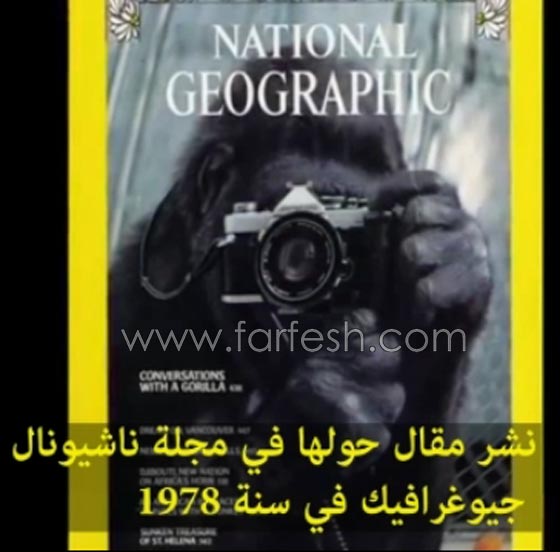 شاهد الغوريلا كوكو كيف تفهم لغة الاشارة وما تستطيع ان تفعله؟! صورة رقم 11