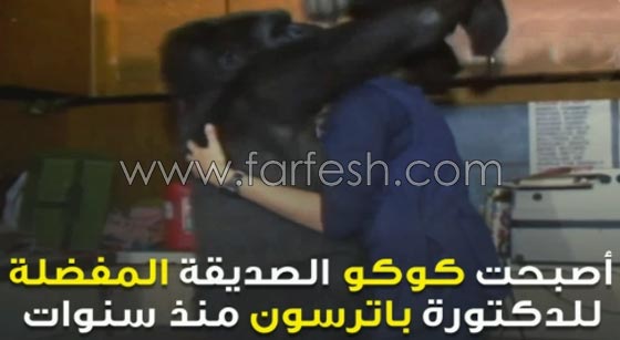 شاهد الغوريلا كوكو كيف تفهم لغة الاشارة وما تستطيع ان تفعله؟! صورة رقم 12