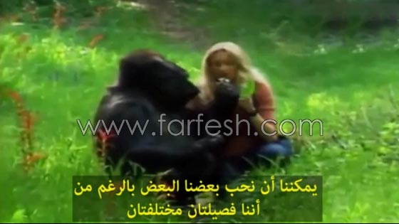 شاهد الغوريلا كوكو كيف تفهم لغة الاشارة وما تستطيع ان تفعله؟! صورة رقم 13