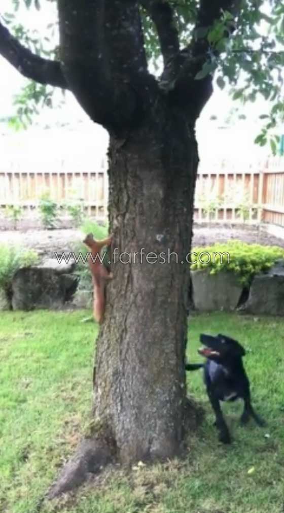 فيديو مدهش.. رد فعل سنجاب ذكي أثناء مطاردة كلب له صورة رقم 2 فيديو مدهش.. رد فعل سنجاب ذكي أثناء مطاردة كلب له صورة رقم 2